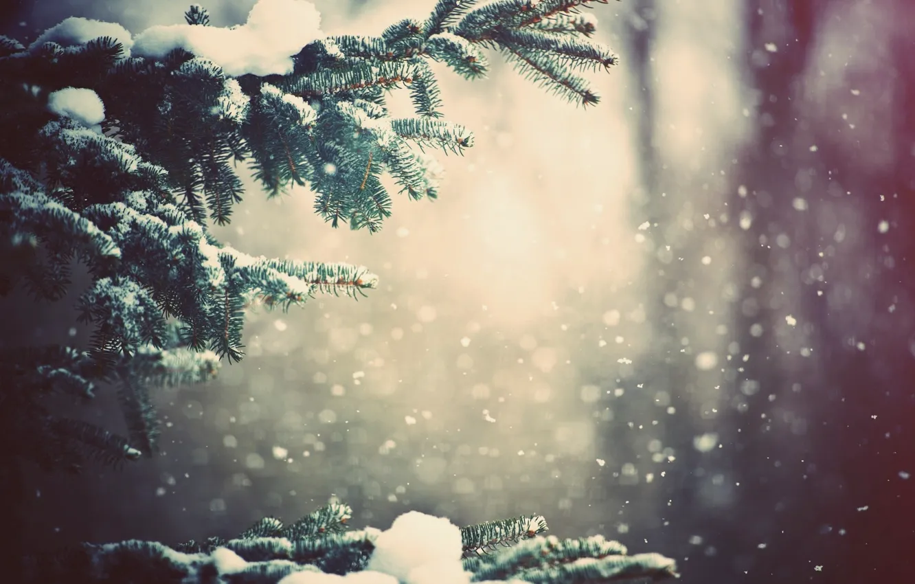 Фото обои зима, лес, снег, деревья, ветви, Природа, погода, wallpapers