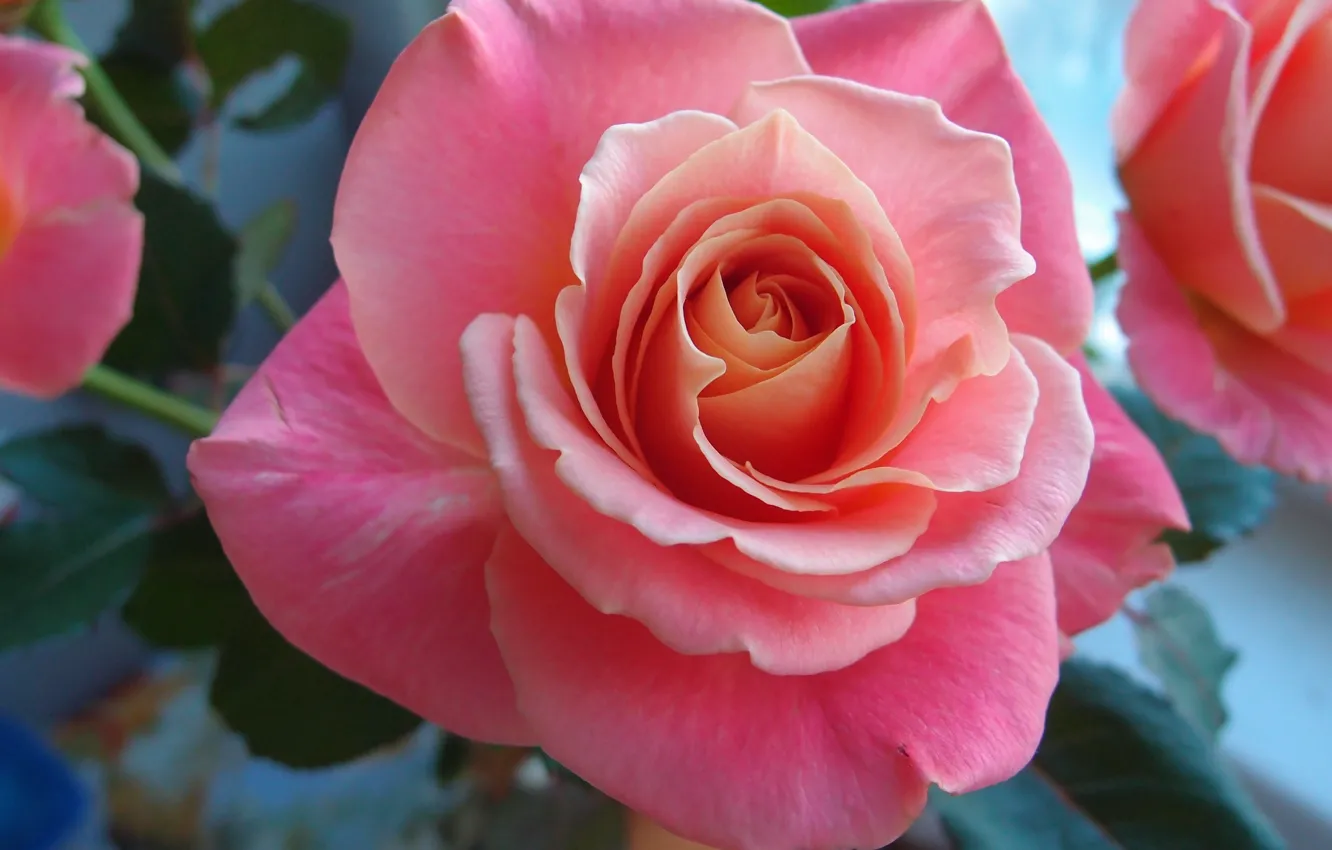 Фото обои макро, розовая, роза