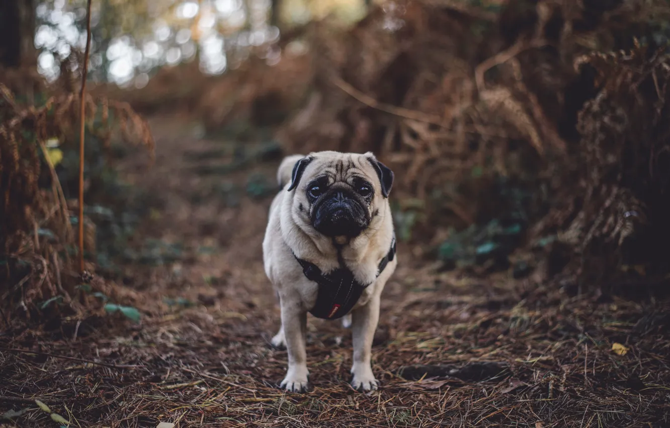 Фото обои осень, лес, собака, мопс, forest, dog, autumn, pug