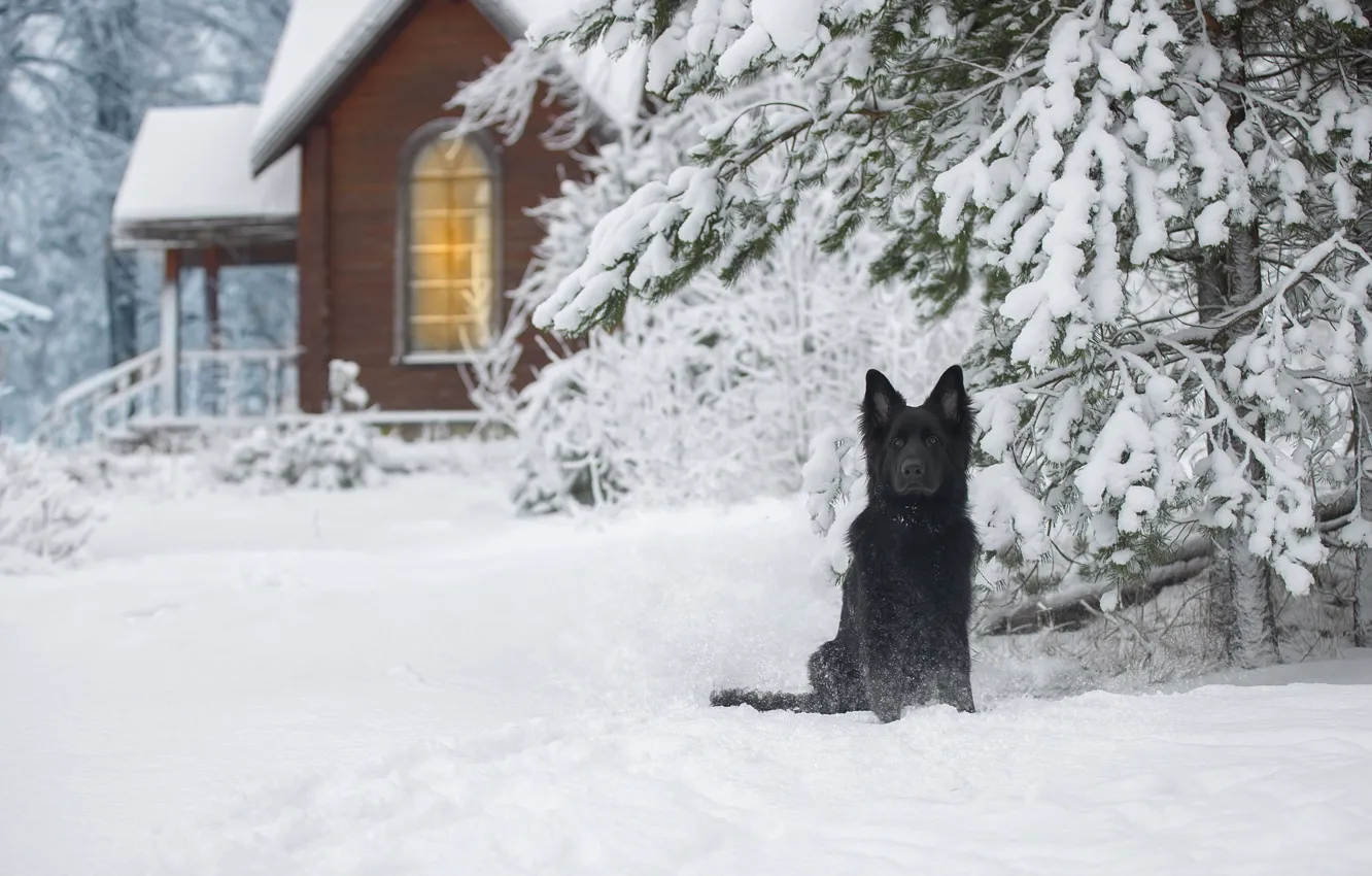 Фото обои зима, снег, природа, дом, ель, собака, Немецкая овчарка, Светлана Писарева