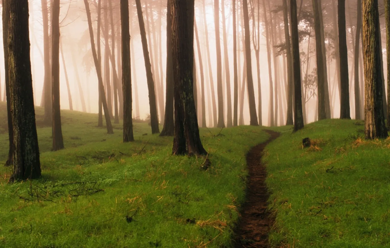 Фото обои лес, туман, тропинка