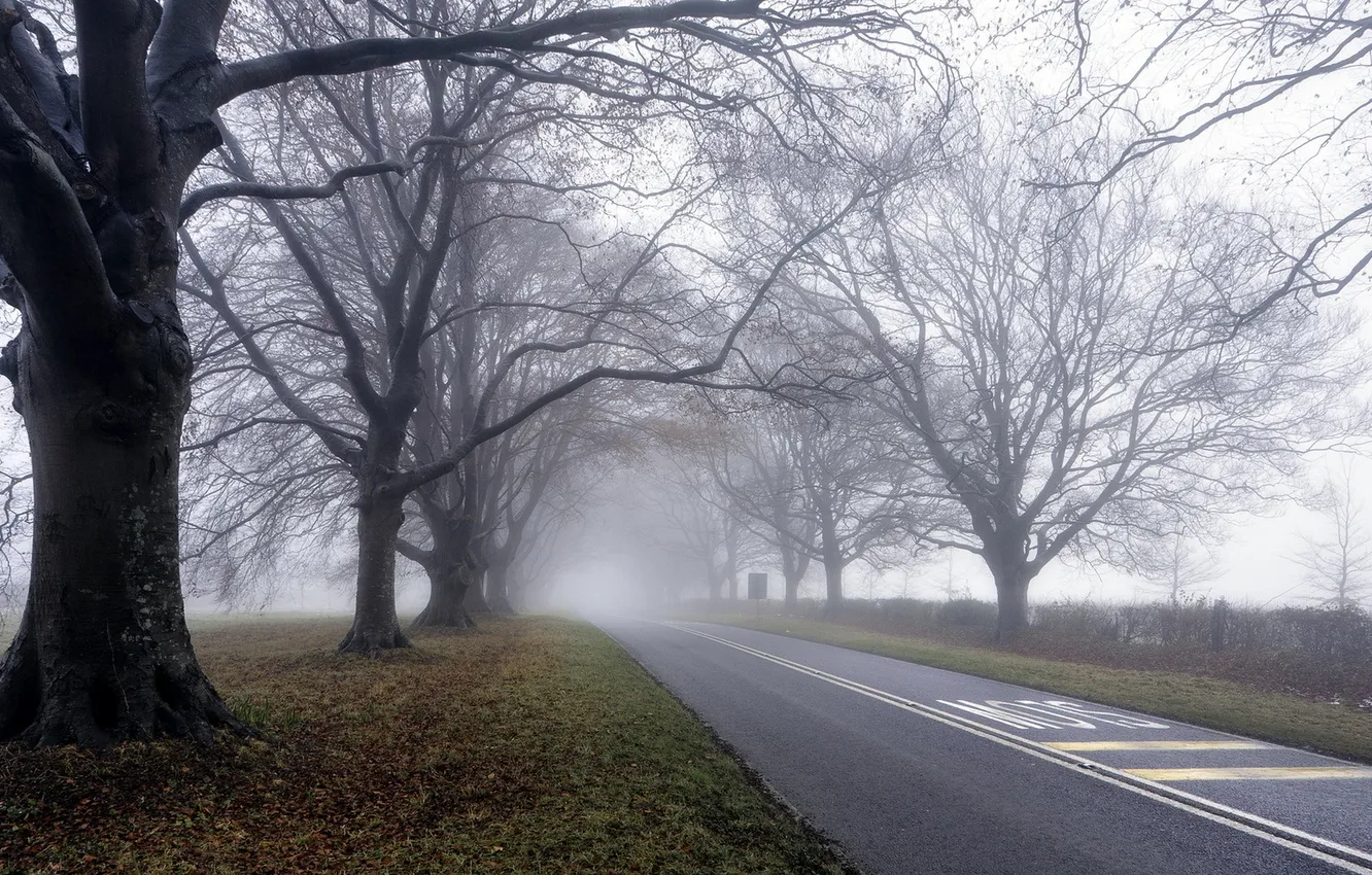 Фото обои дорога, деревья, пейзаж, туман, утро