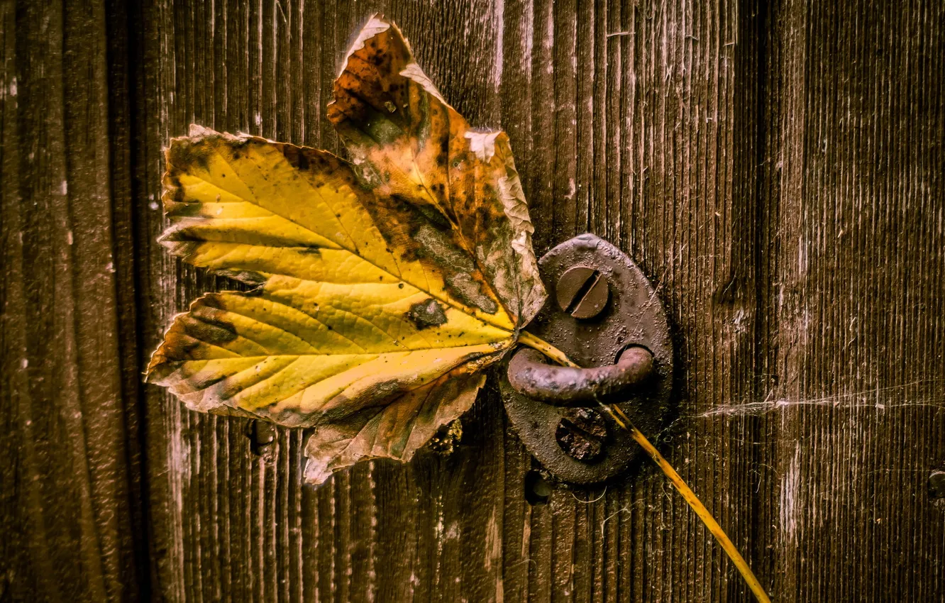 Фото обои макро, лист, дверь