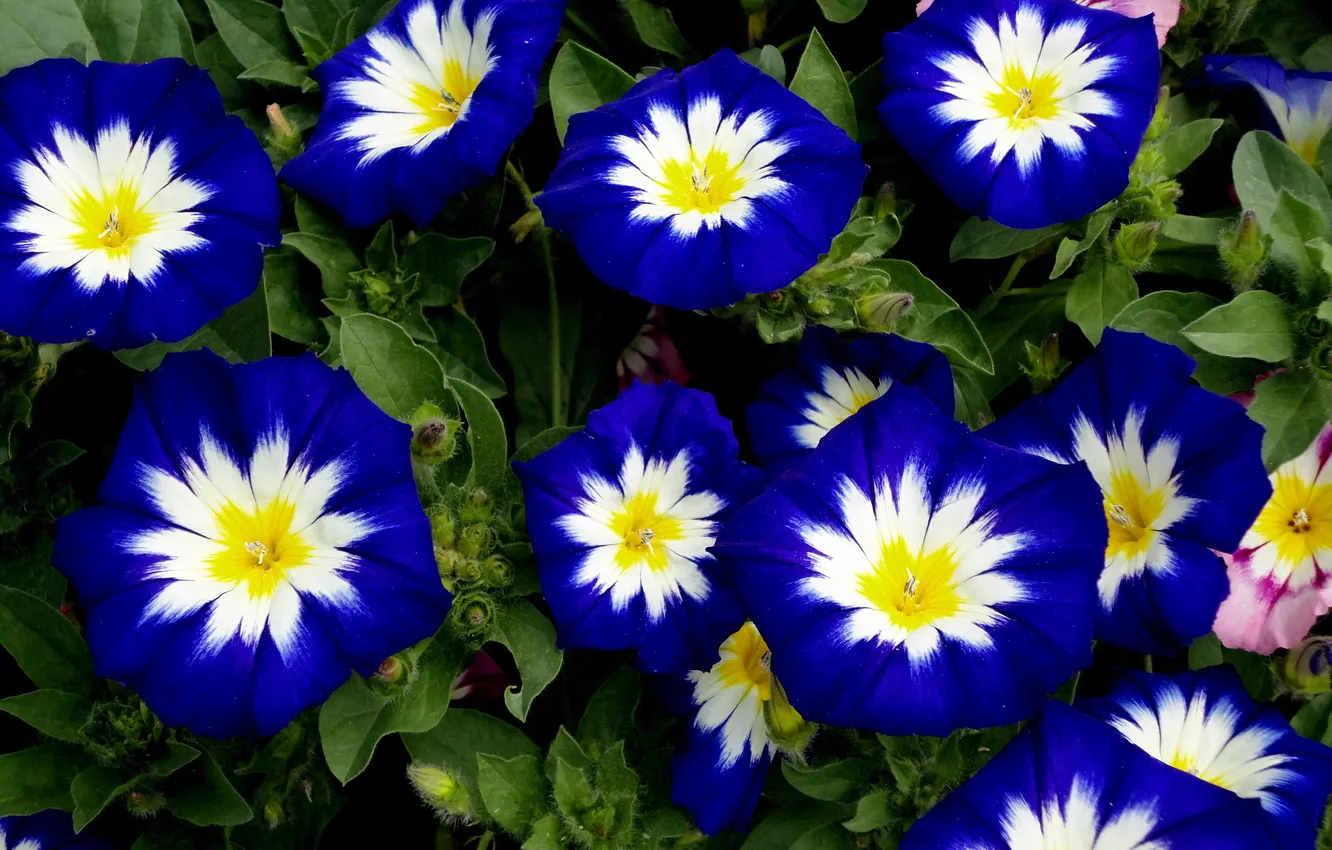 Фото обои цветы, белые, Синие