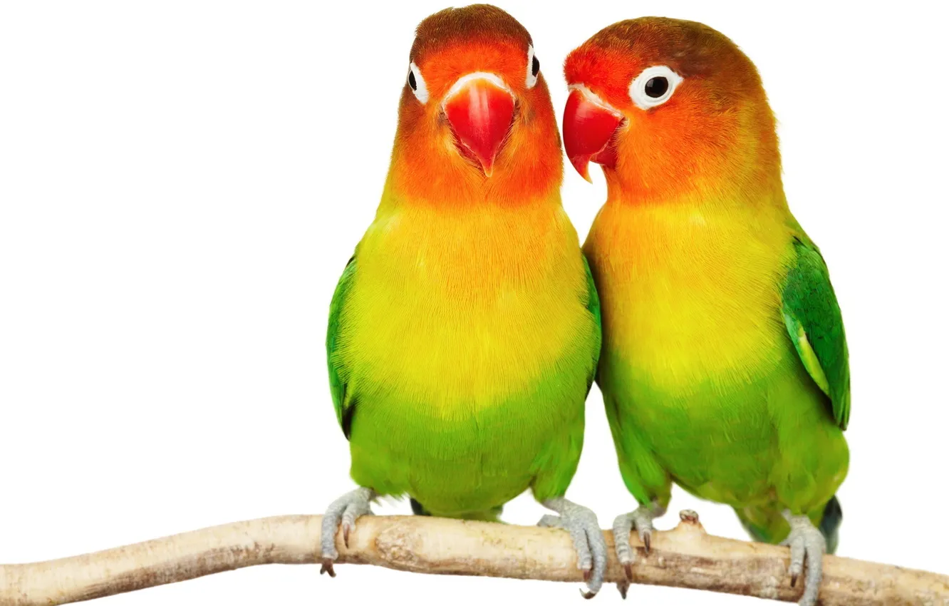 Фото обои colorful, попугай, парочка, two, попугайчики, неразлучники, parakeets, lovebirds