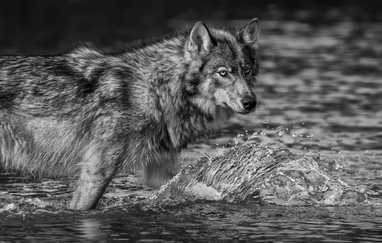 Фото обои fantasy, nature, art, snow, predator, face, animal, wolf
