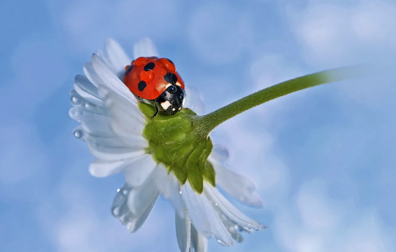 Фото обои капельки, божья коровка, ромашка, ladybug, chamomile, droplets
