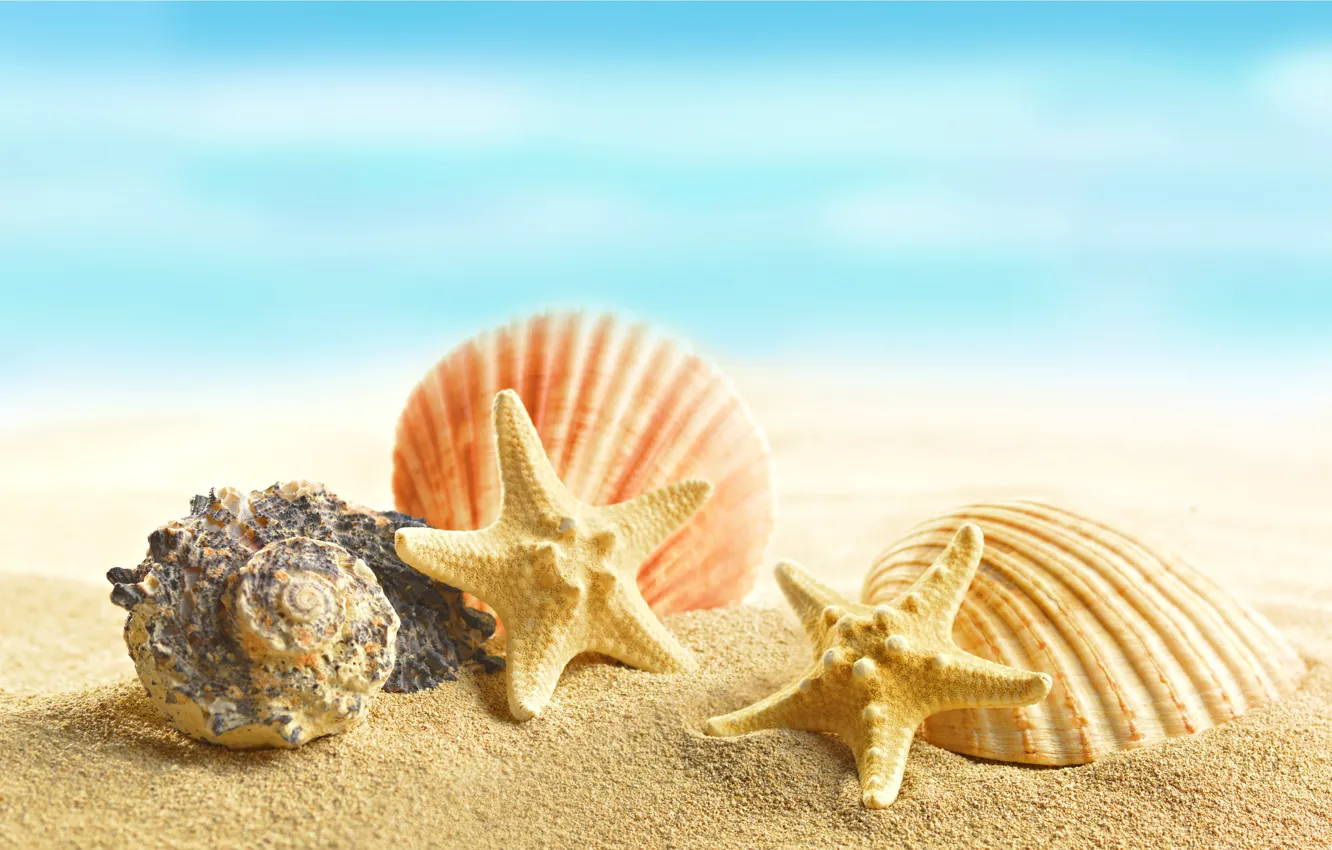 Фото обои песок, пляж, ракушки, beach, sand, marine, seashells, starfishes