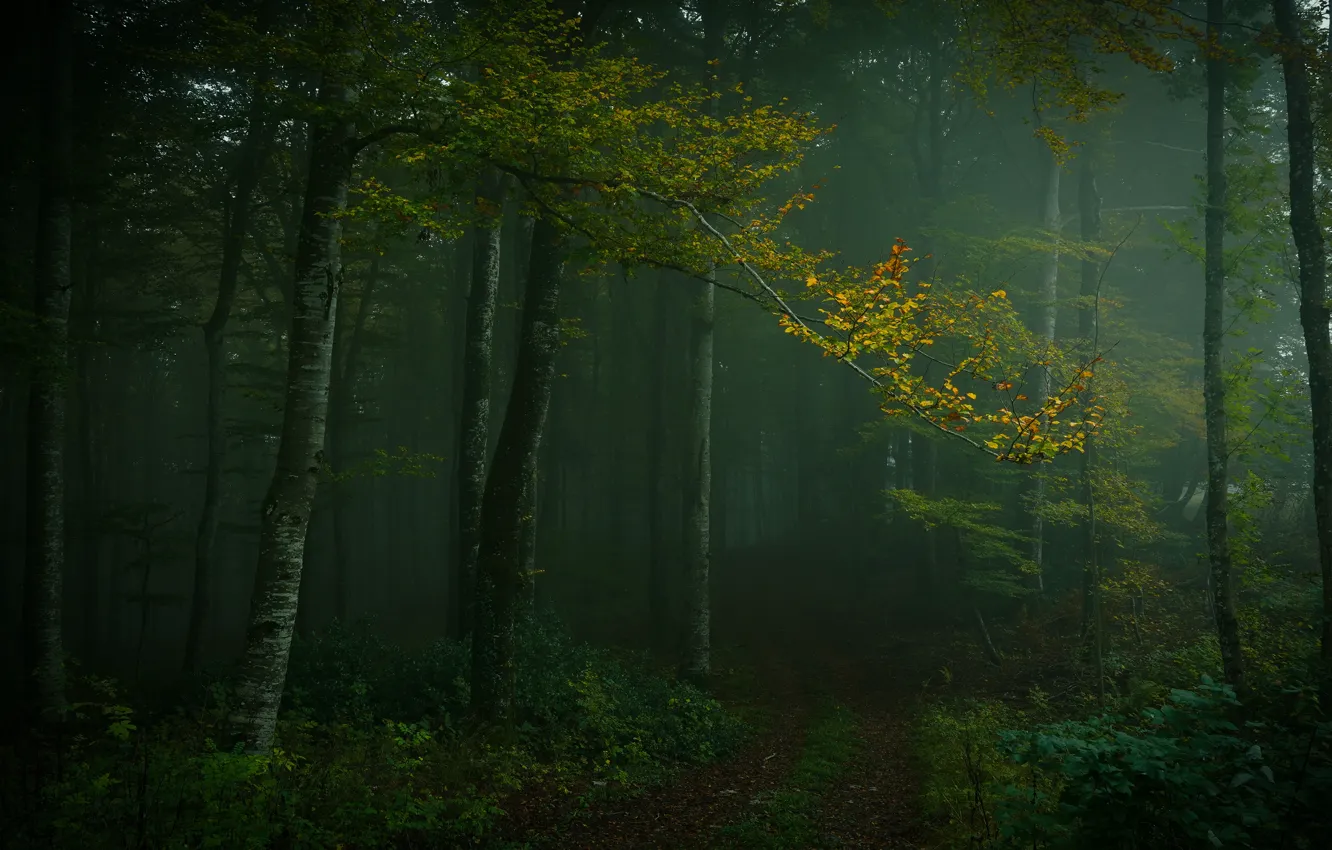 Фото обои осень, лес, деревья, ветки, туман, листва, дорожка, полумрак