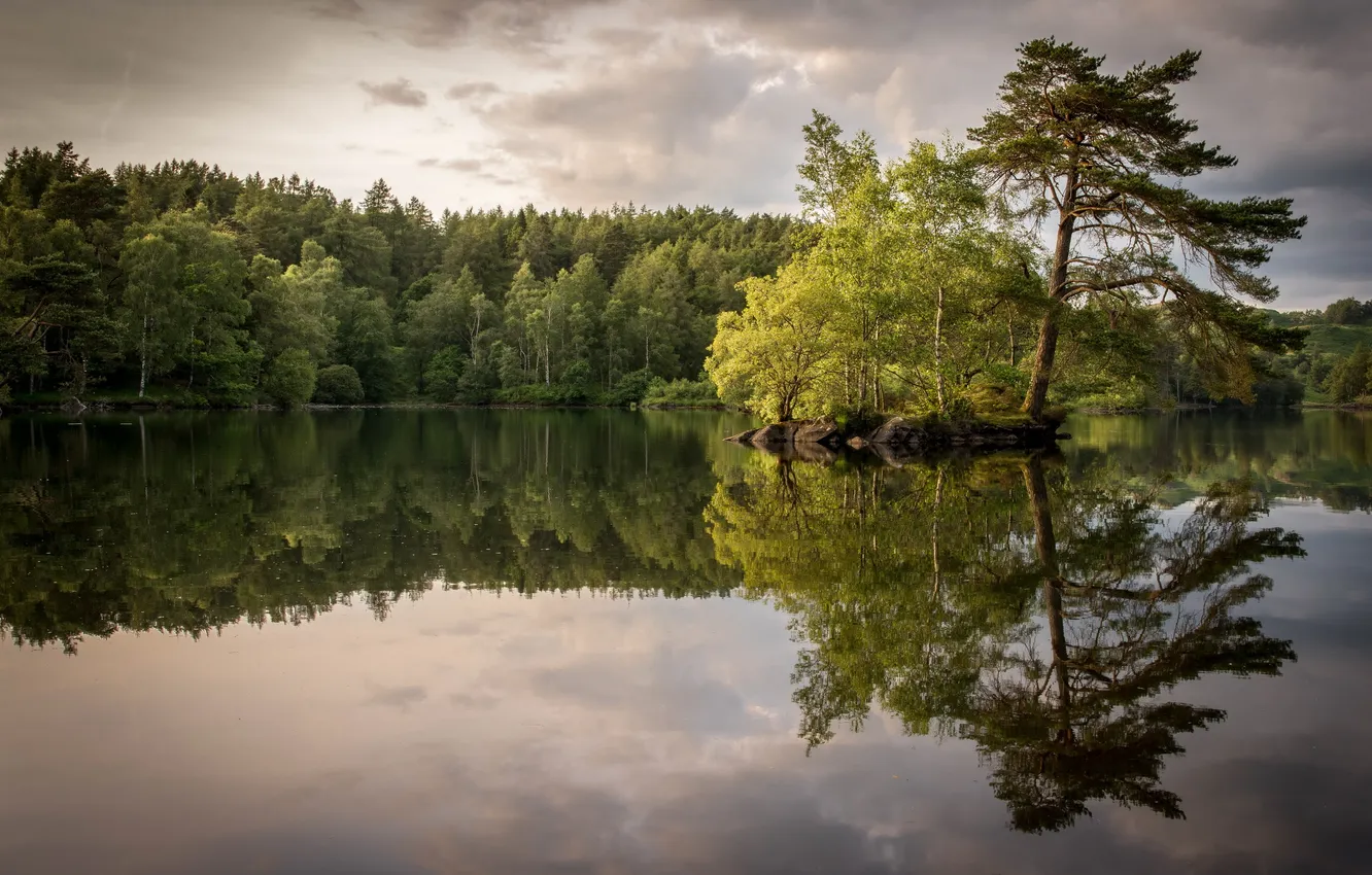 Фото обои природа, озеро, дерево
