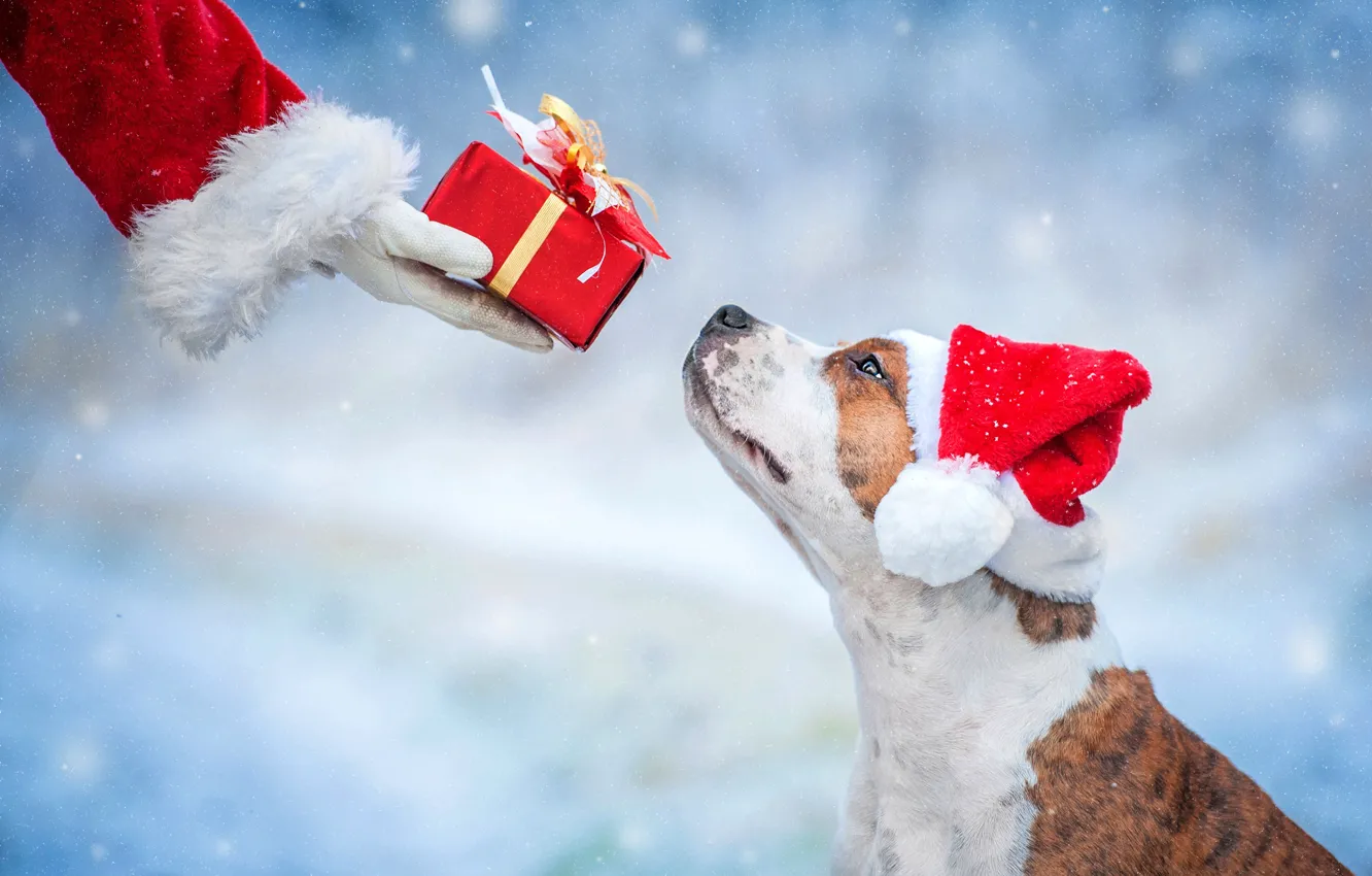 Фото обои подарок, собака, Новый Год, Рождество, Christmas, dog, 2018, Merry Christmas
