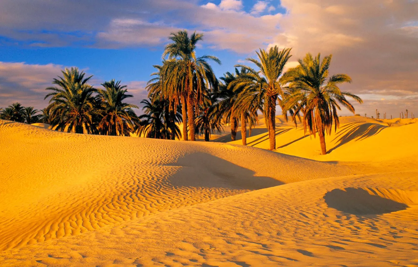 Фото обои песок, пальмы, пустыня, дюны
