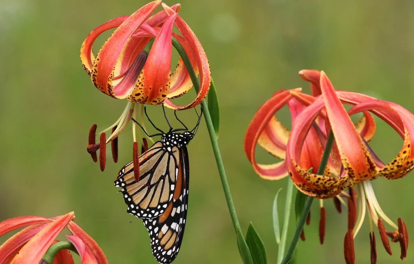 Фото обои фон, бабочка, лилии