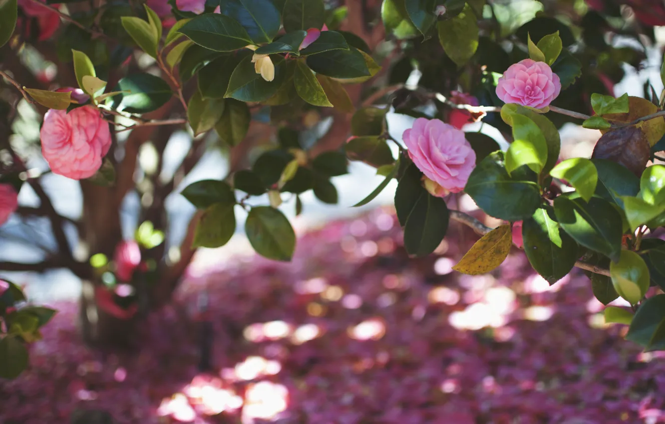 Фото обои листья, цветы, лепестки, розовые, камелия