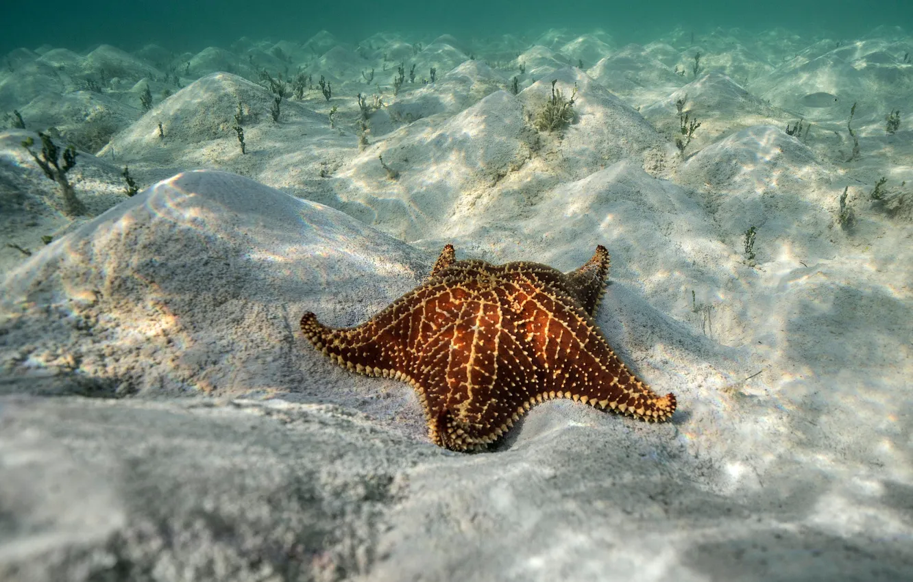 Фото обои песок, море, вода, прозрачность, свет, блики, морская звезда, подводный мир