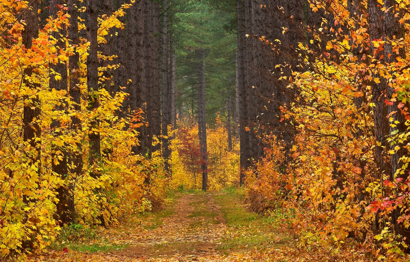 Фото обои дорога, осень, лес, листья, деревья, пейзаж, просека
