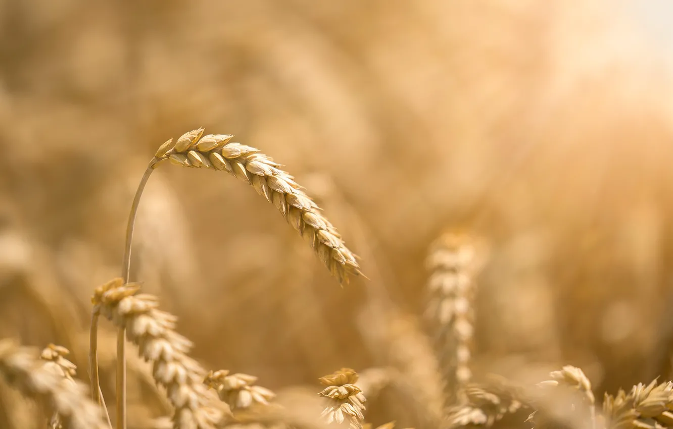 Фото обои пшеница, поле, колосок