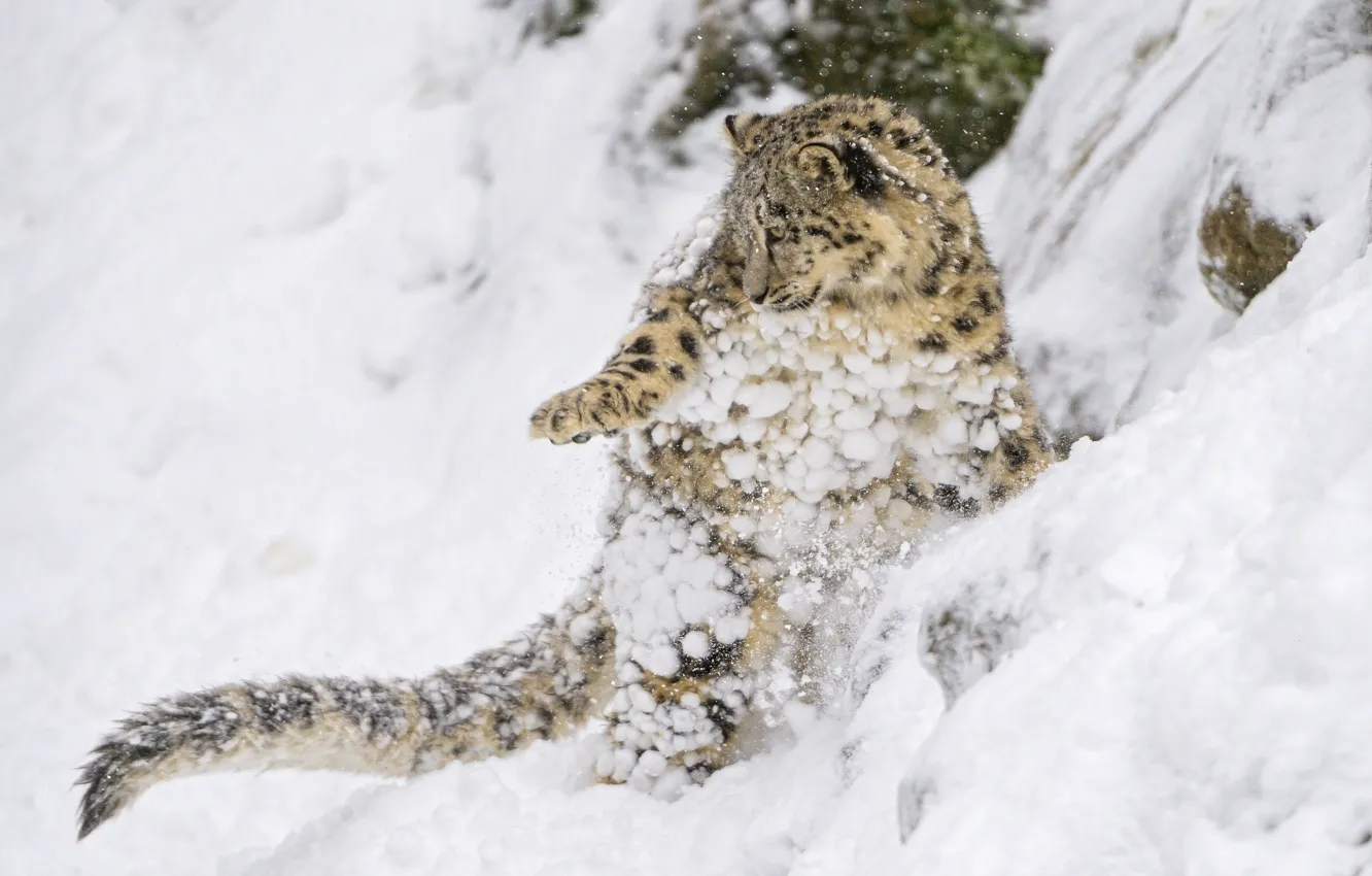 Фото обои снег, прыжок, игра, хищник, склон, малыш, ирбис, снежный барс