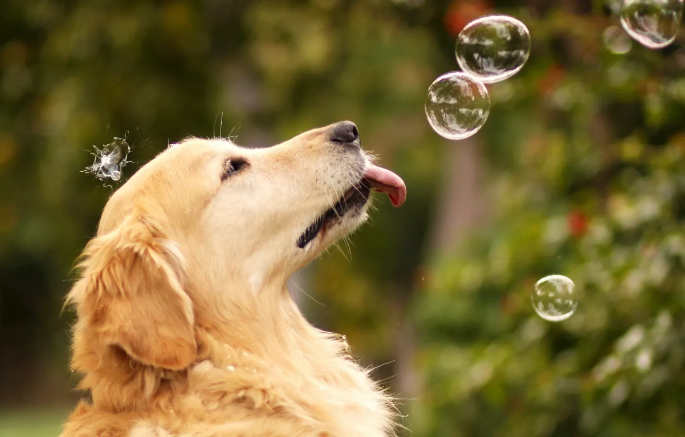 Фото обои лето, пузыри, собака