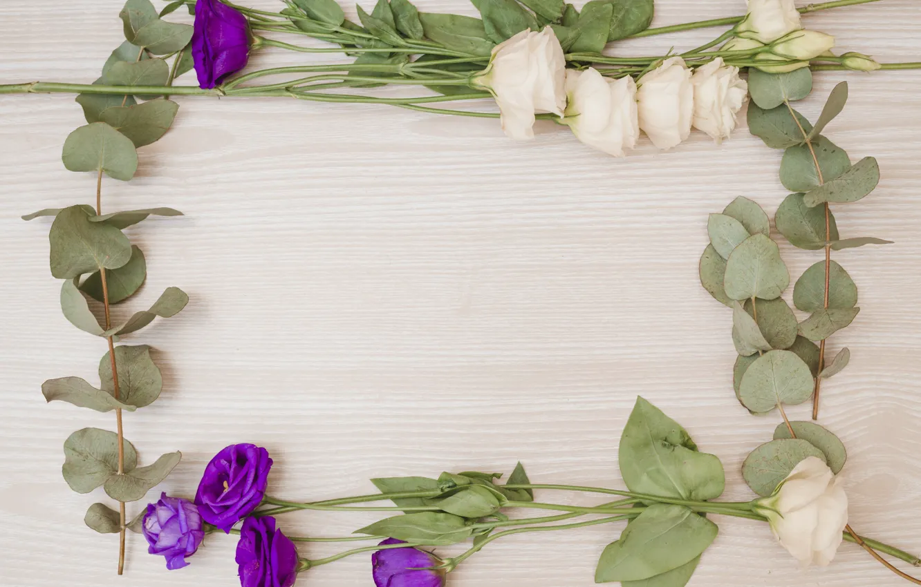 Фото обои цветы, рамка, pink, flowers, purple, эустома, frame, eustoma