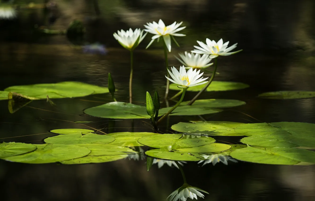 Фото обои листья, вода, water, leaves, кувшинки, water lilies