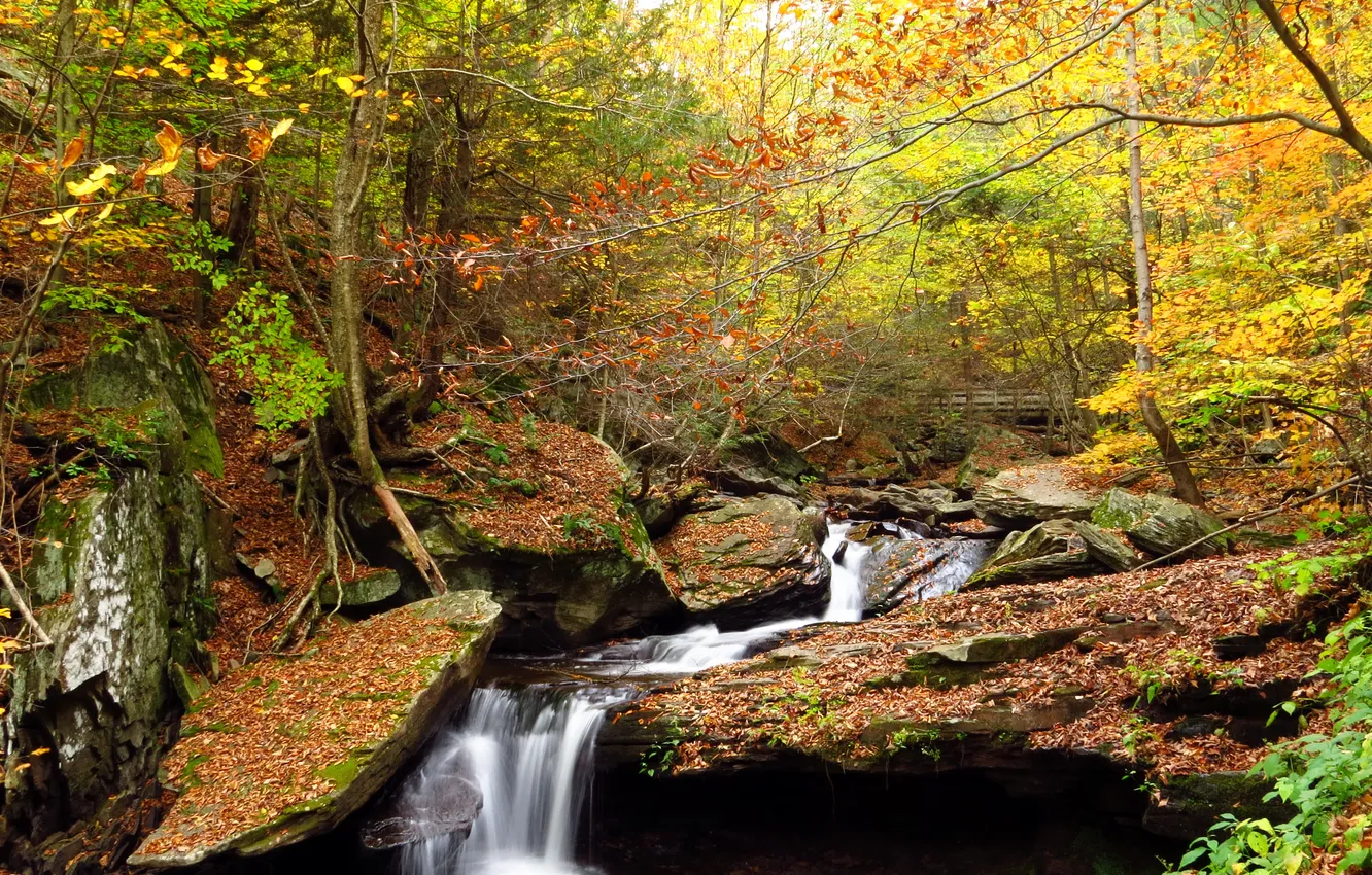 Фото обои осень, лес, деревья, ручей, камни, водопад