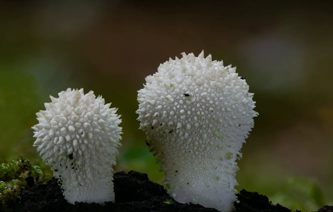 Фото обои осень, природа, фон, грибы, пара, дождевики, Beat Buetikofer