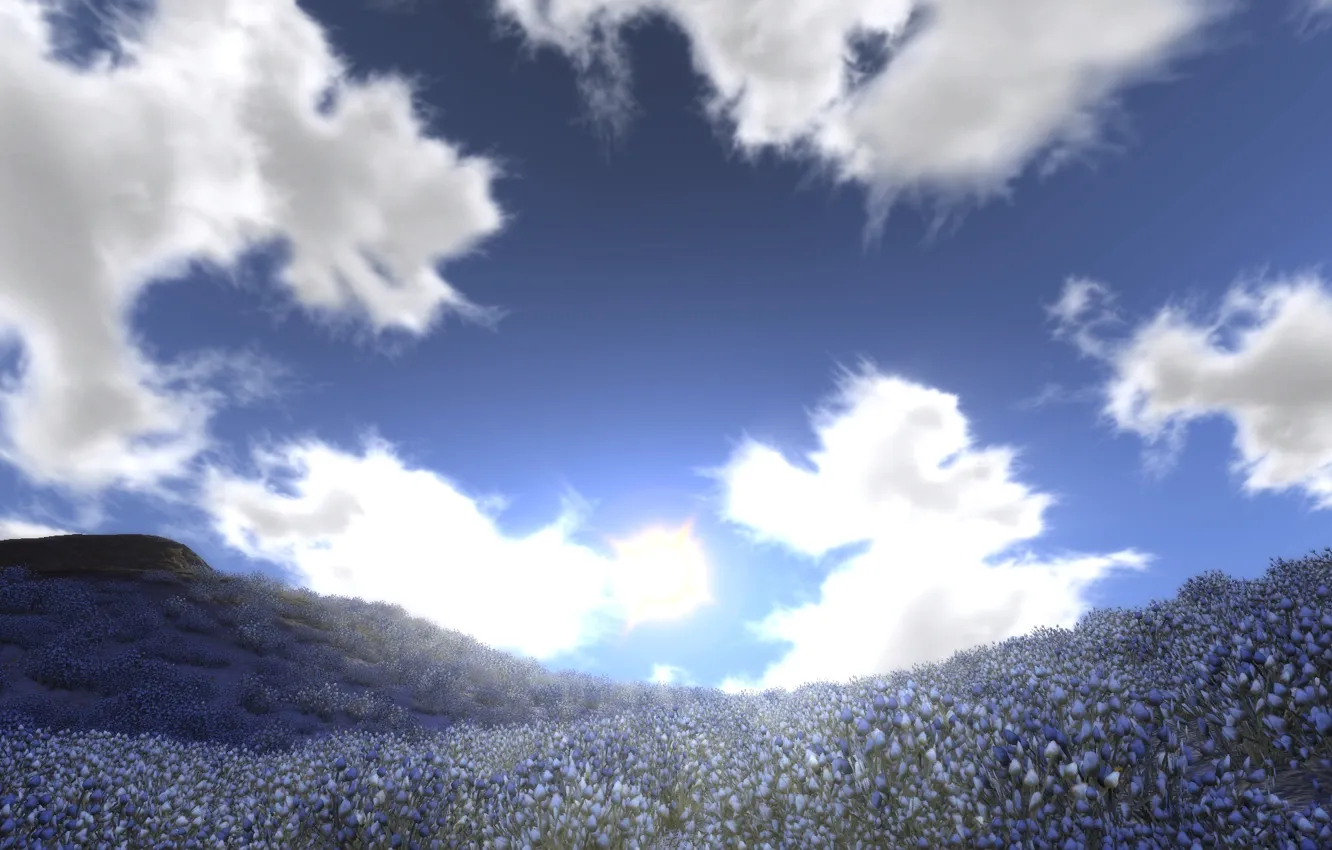 Фото обои небо, облака, цветы