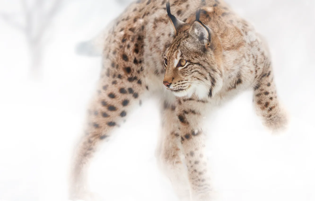 Фото обои snow, Feline, Олег Богданов