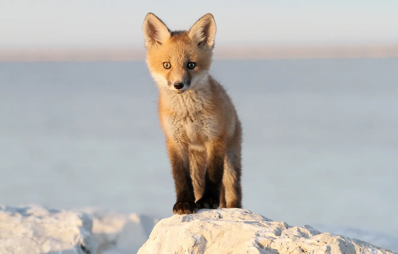 Фото обои fox, baby, wildlife, red fox, baby fox