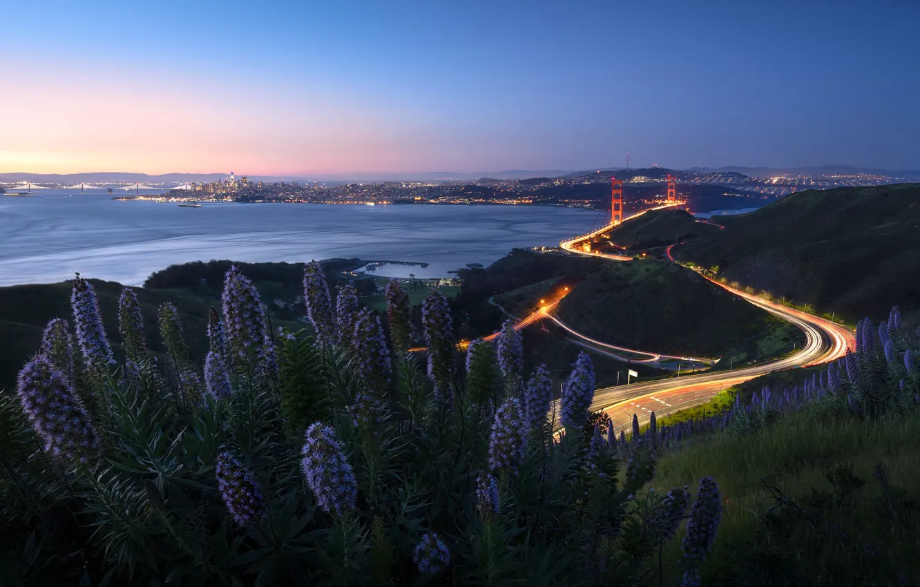 Фото обои цветы, природа, Golden Gate Bridge