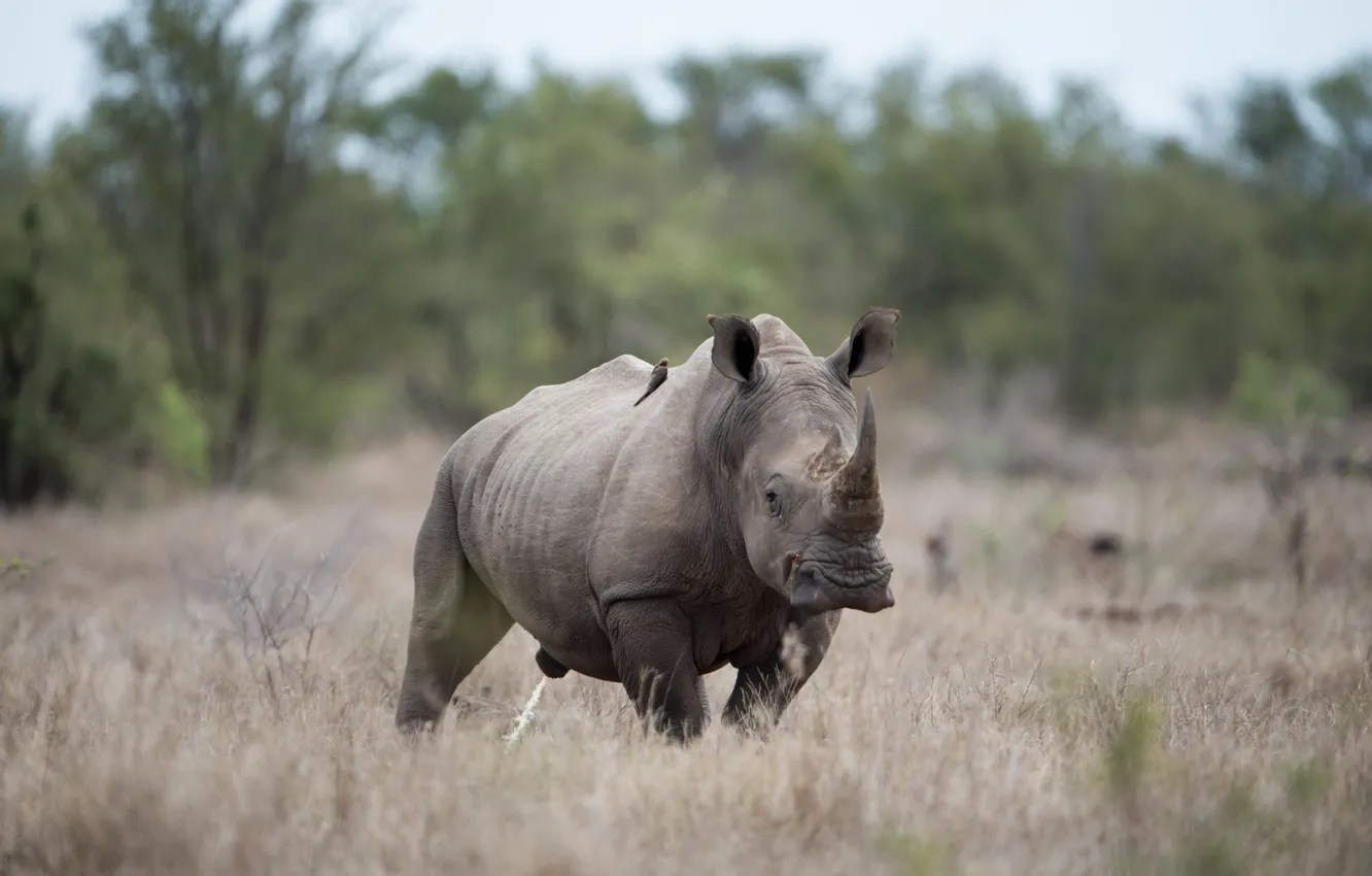 Фото обои rhinoceros, huge, blurred background