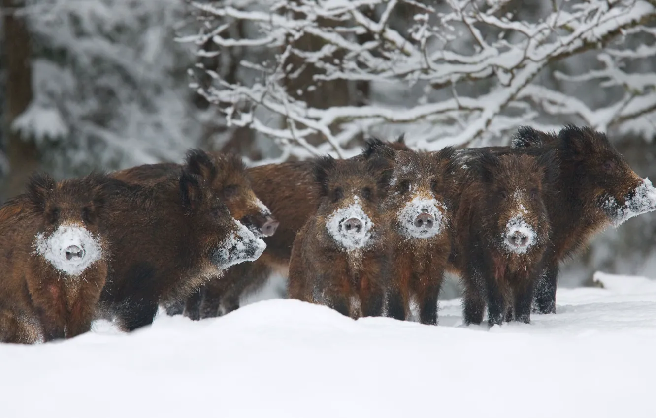 Фото обои зима, иней, снег, Эстония, кабан, стадо, заповедник, Алам-Педья