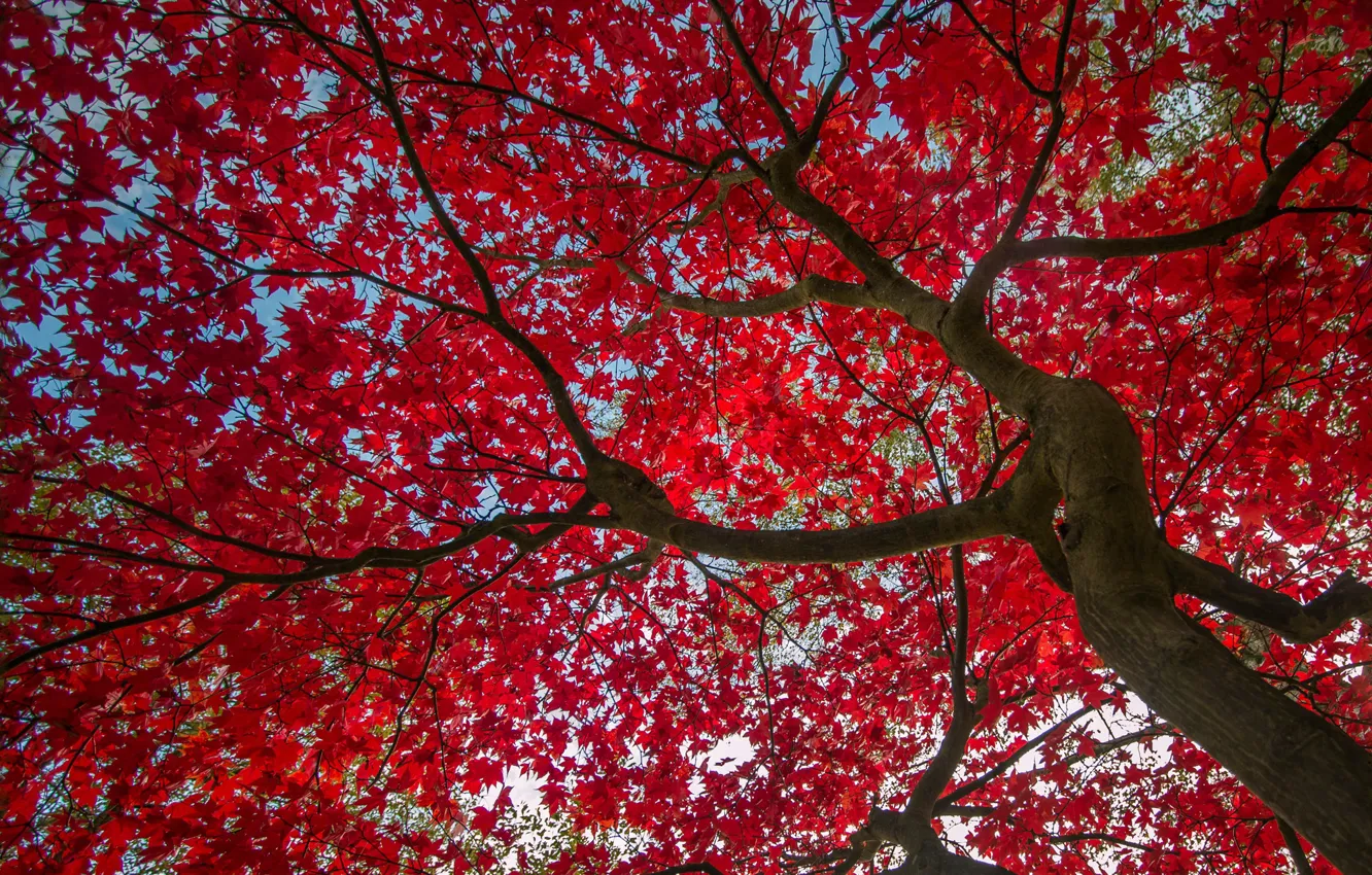 Фото обои осень, небо, листья, дерево, багрянец