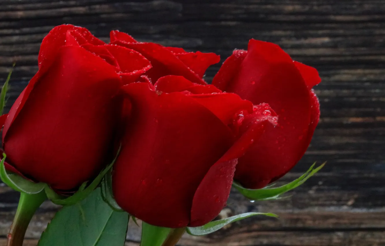 Фото обои red, rose, romantic, soft, plant, petals, roses, romance