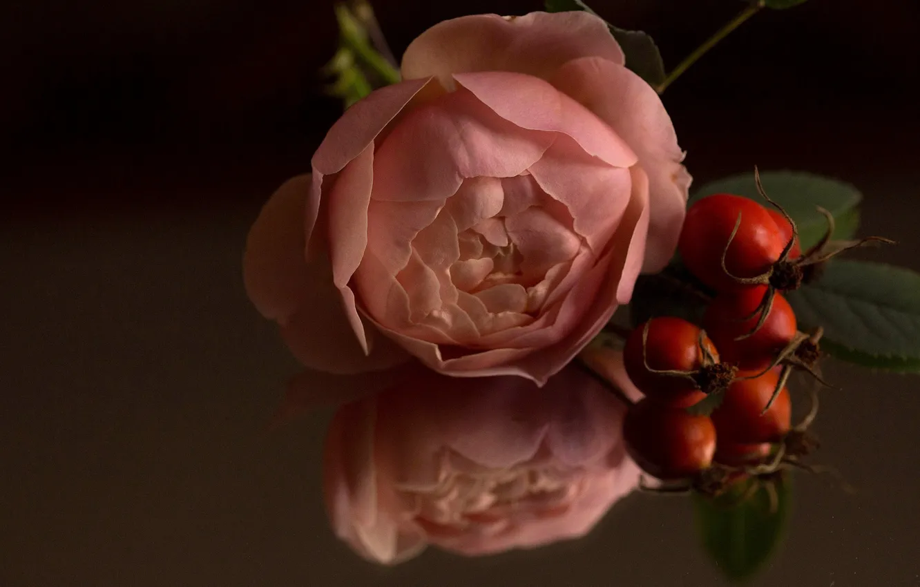 Фото обои макро, отражение, роза, бутон, шиповник, плоды шиповника