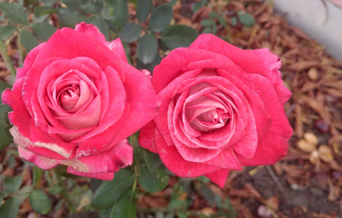 Фото обои розы, пара, красные, Meduzanol ©