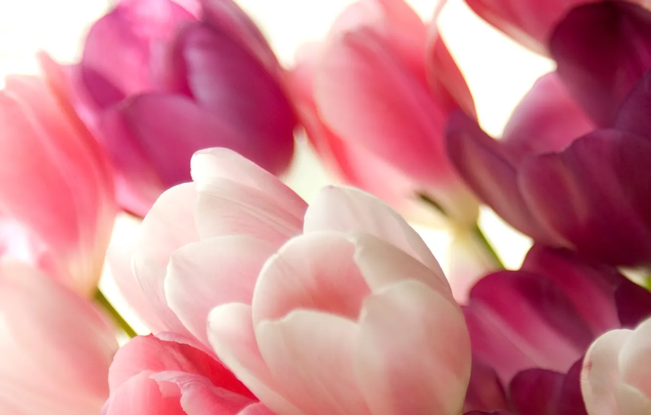 Фото обои цветы, Тюльпаны, нежные, розовые