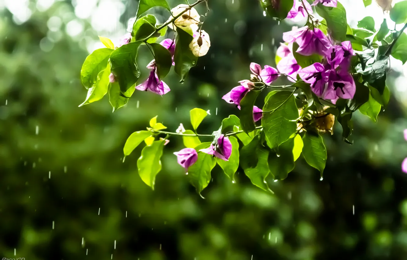 Фото обои капли, цветы, ветки, дождь, розовые, бугенвилия