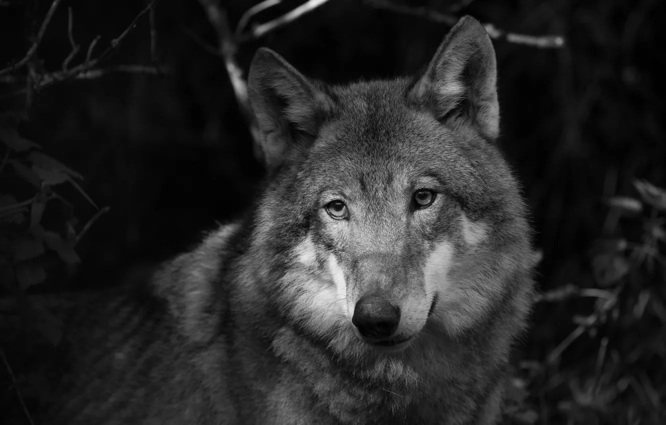 Фото обои взгляд, морда, серый, волк, портрет, черно-белое, монохром
