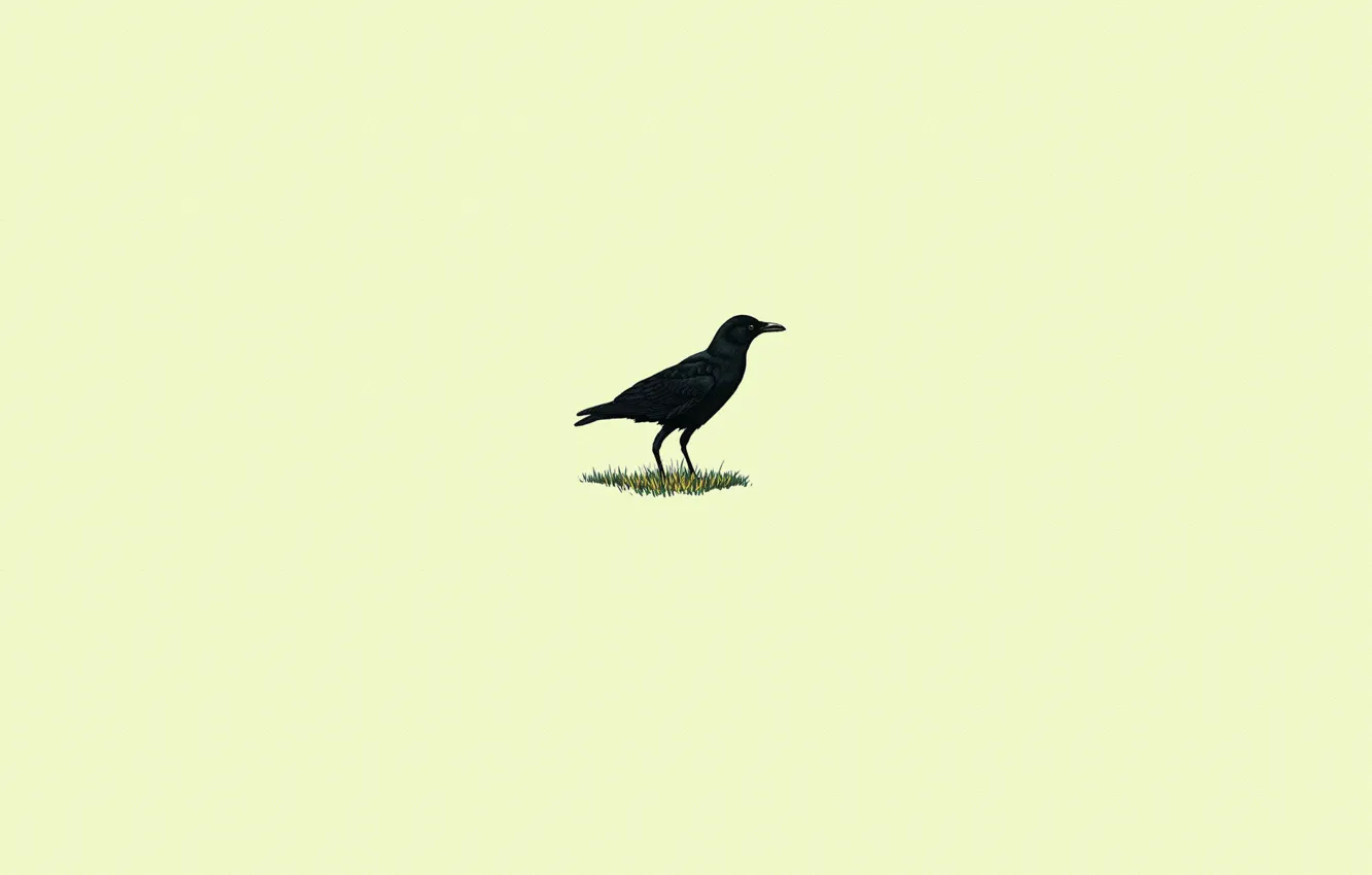Фото обои трава, птица, черный, минимализм, ворон, светлый фон