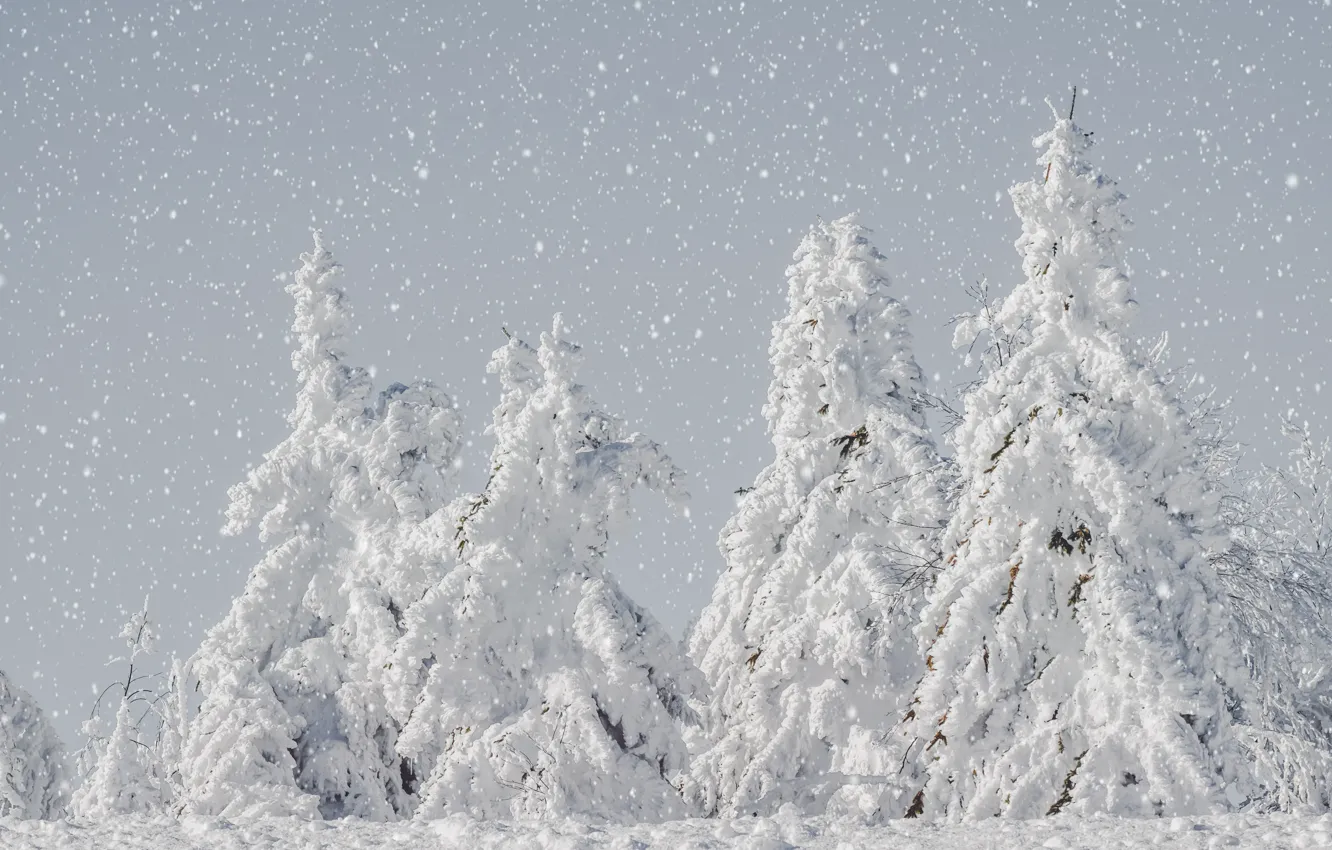 Фото обои зима, лес, снег, ели, светлый фон, снегопад