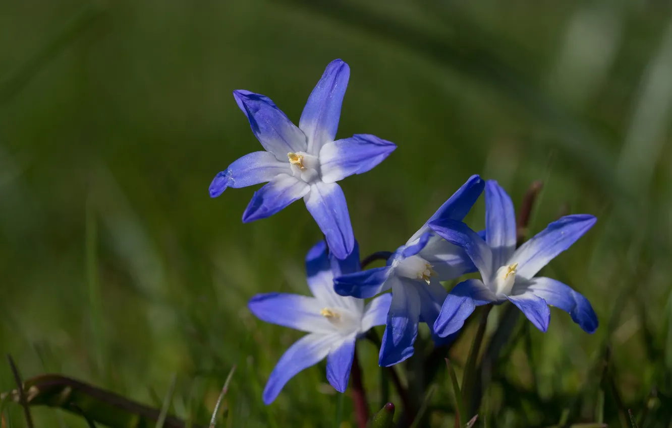 Фото обои макро, весна, Хионодокса Люцилии, Пролеска