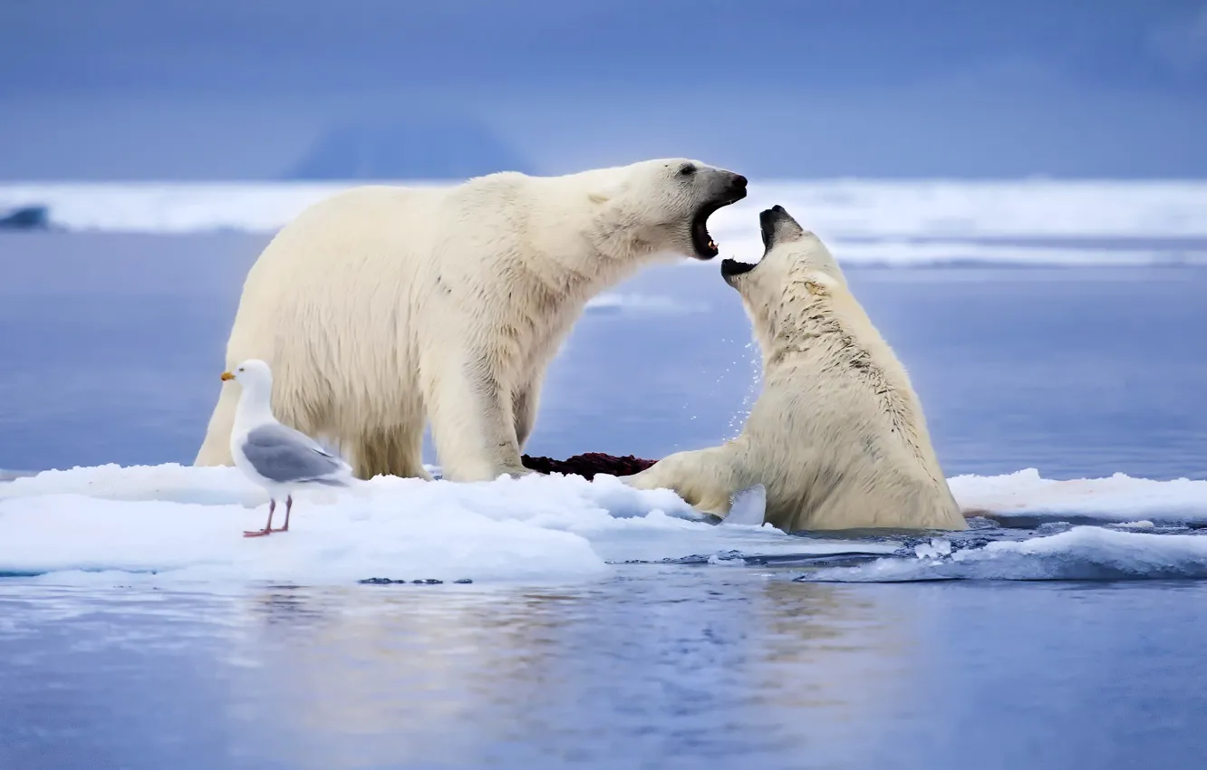 Фото обои море, животные, снег, птица, чайка, Норвегия, льдины, Белые медведи