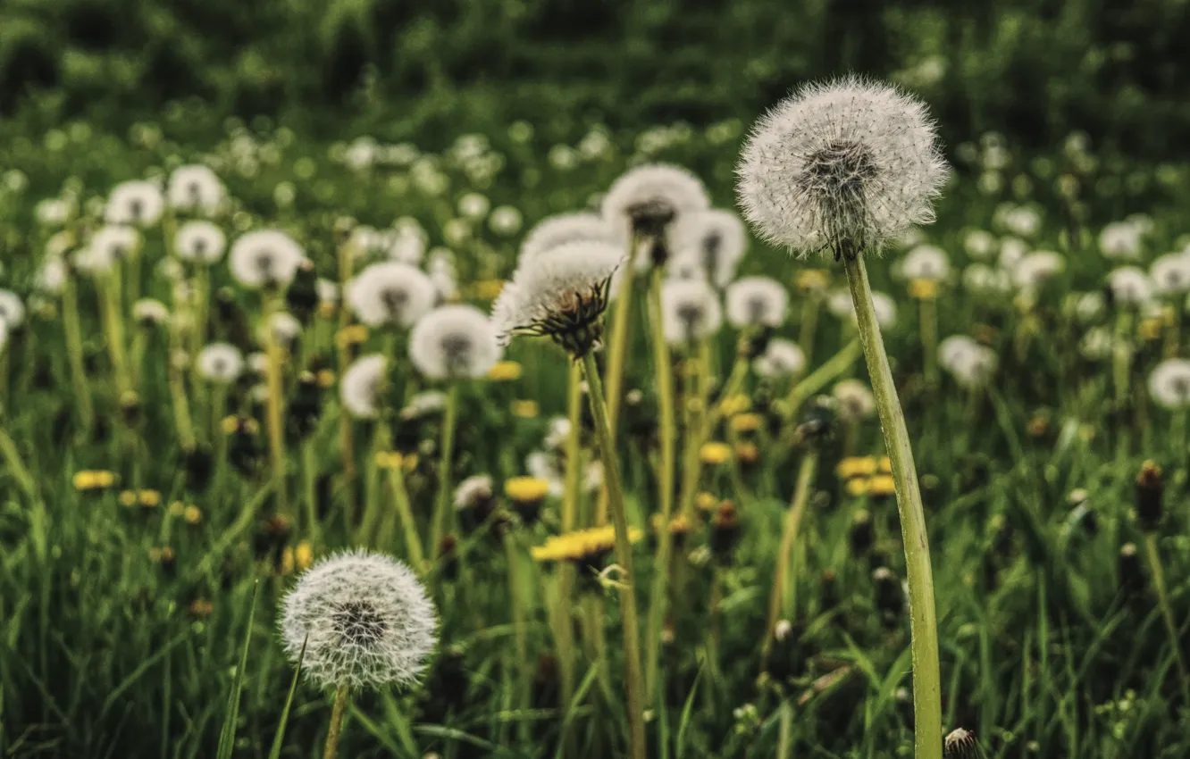Фото обои Цветы, Природа, Одуванчик, Трава, Одуванчики, Растения, Nature, Grass