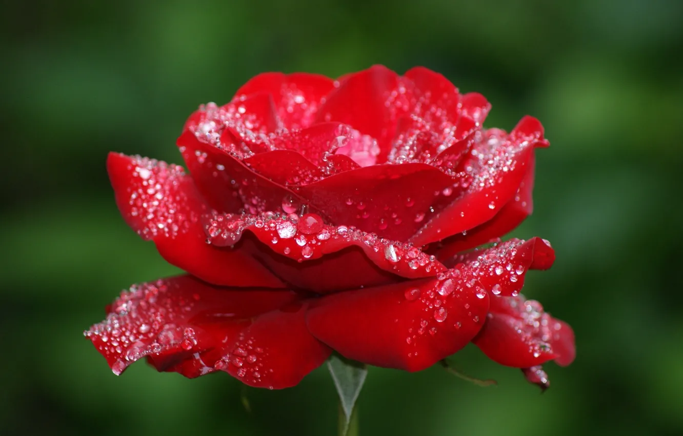 Фото обои flower, nature, flowers, background, dew