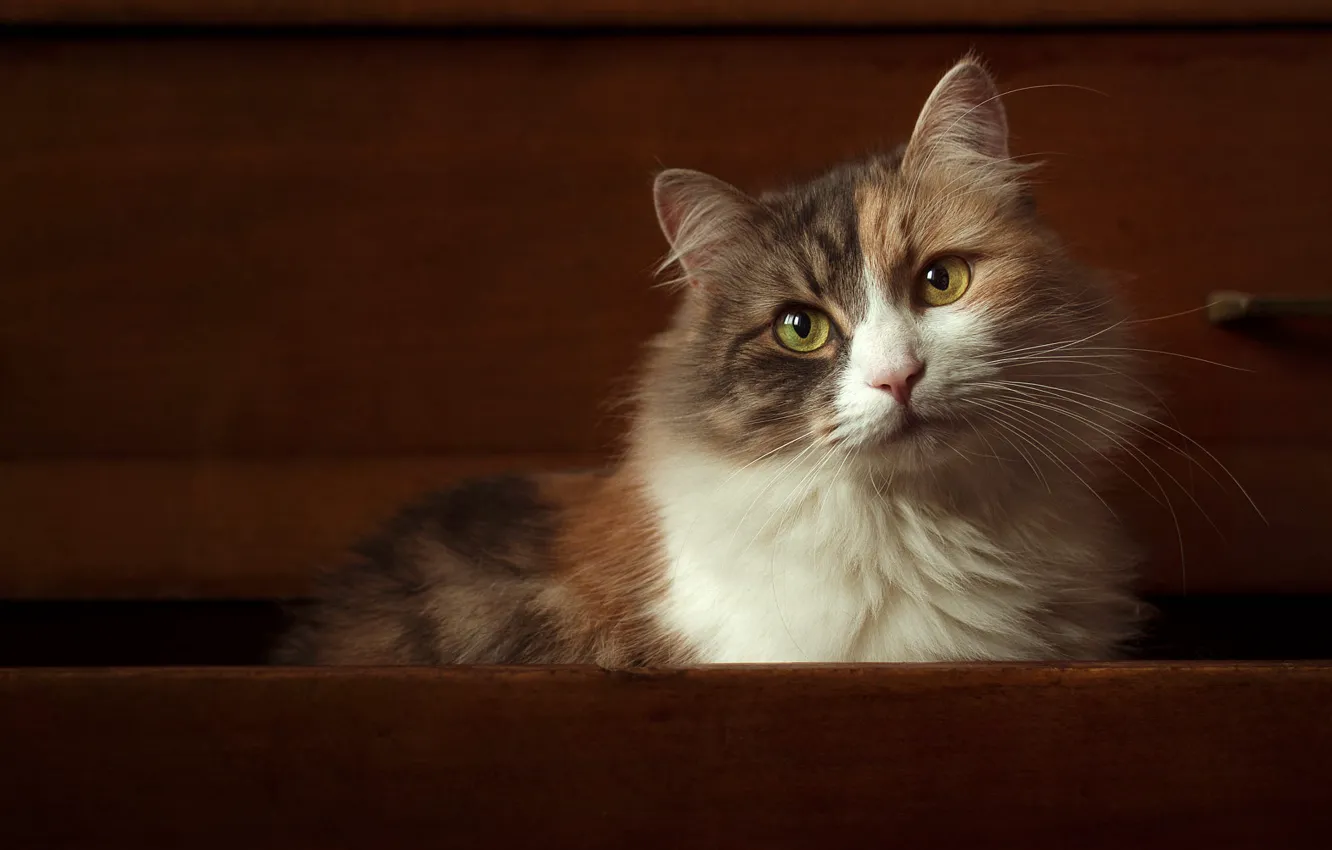 Фото обои кошка, кот, взгляд, портрет, ящик, мордашка, комод, зеленые глаза