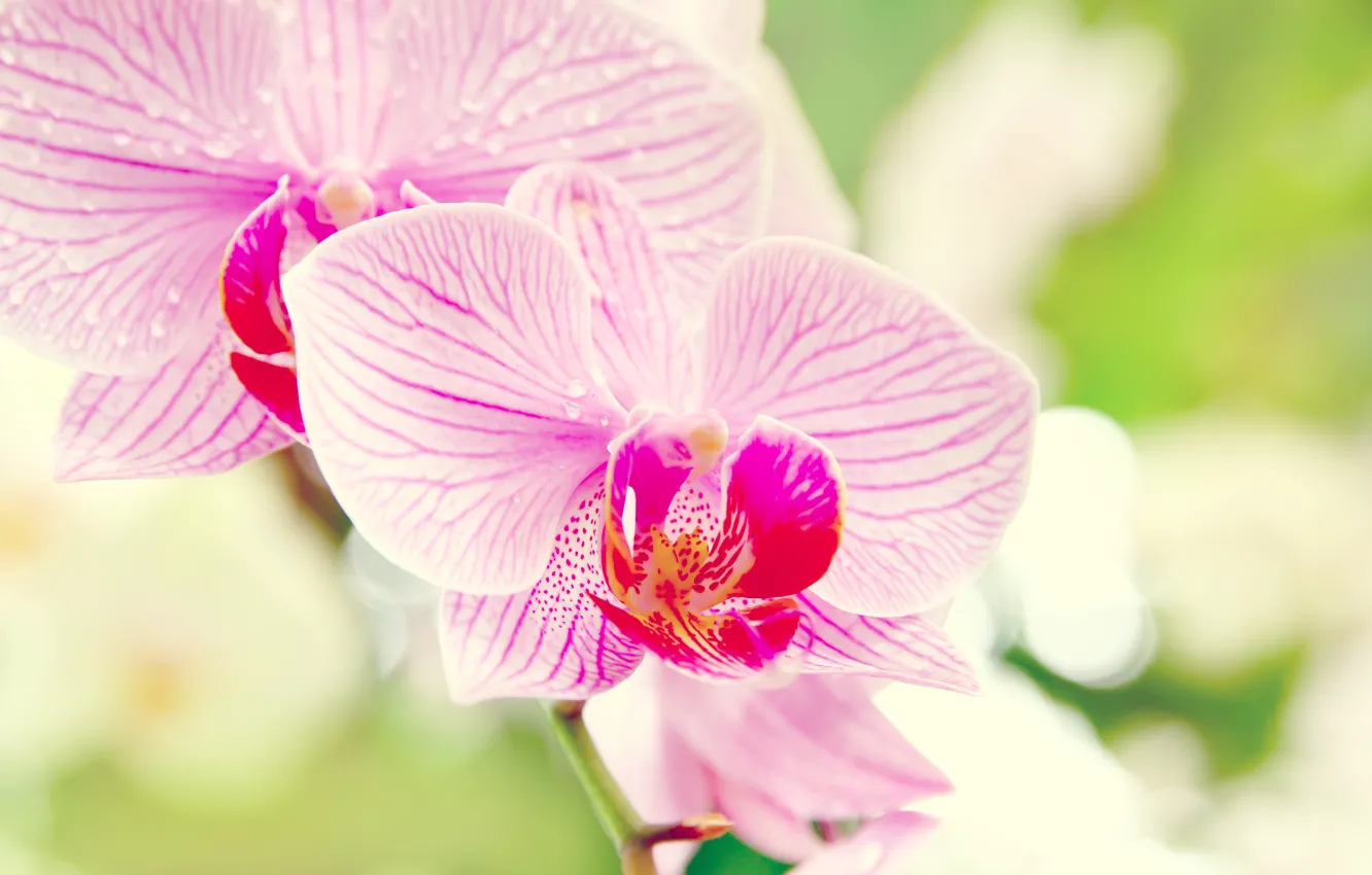 Фото обои цветок, макро, орхидея, orchid, фаленопсис, phalaenopsis