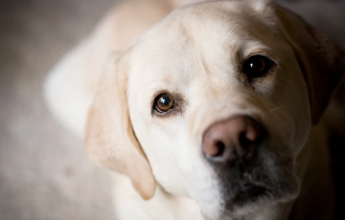 Фото обои глаза, собака, нос, мордочка, лабрадор, золотистый, ретривер