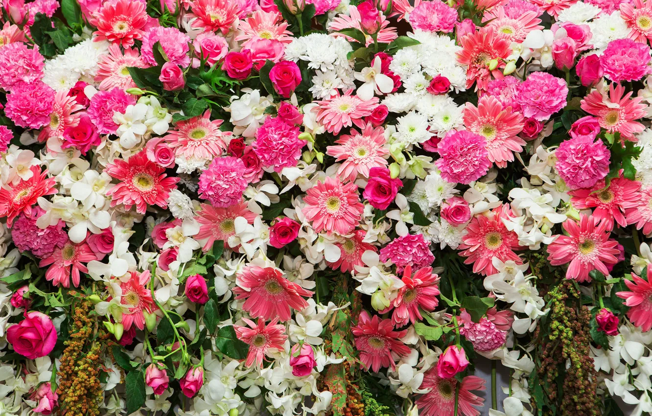 Фото обои цветы, фон, розы, розовые, бутоны, хризантемы, pink, flowers